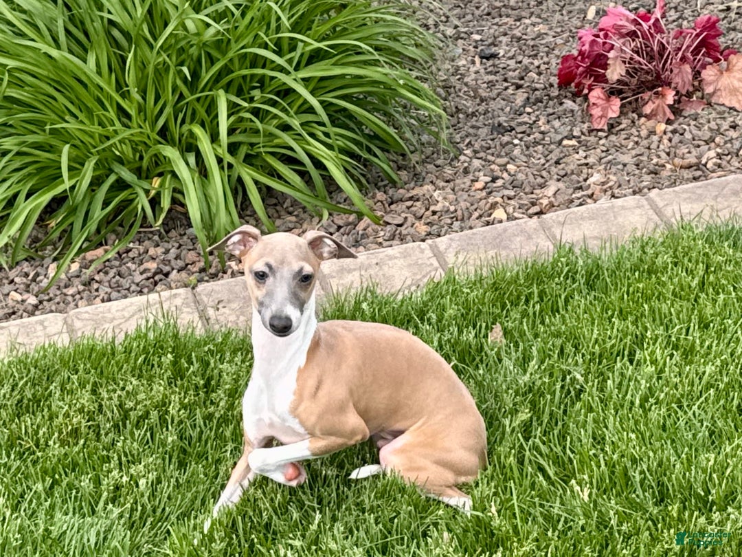 Italian Greyhound dogs for sale: Gerald - Ad 16