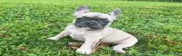 French Bulldog dogs for sale: Ruby - Ad 3