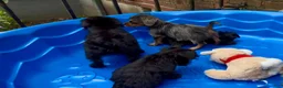 Shorkie dogs for sale: Shorkie 3 - Ad 10