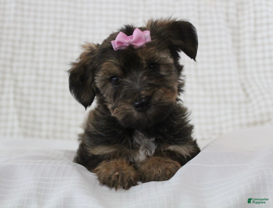 Yorkiepoo dogs for sale: Angel - Ad 1
