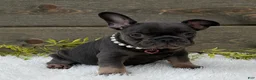 French Bulldog dogs for sale: Daisy  - Ad 5