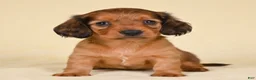 Miniature Dachshund dogs for sale: AKC Remmi - Ad 7