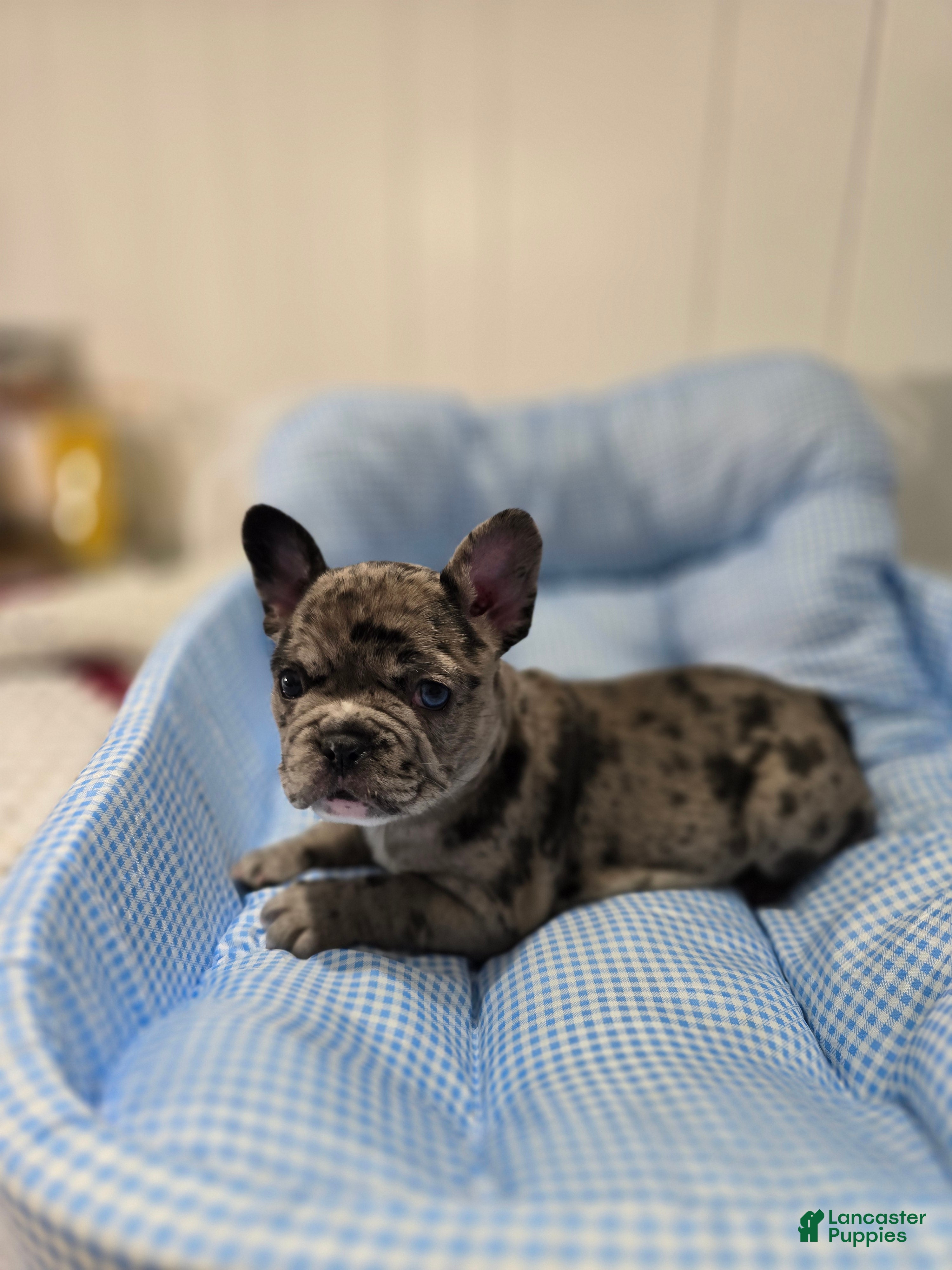 French Bulldog dogs Marry - Ad 1