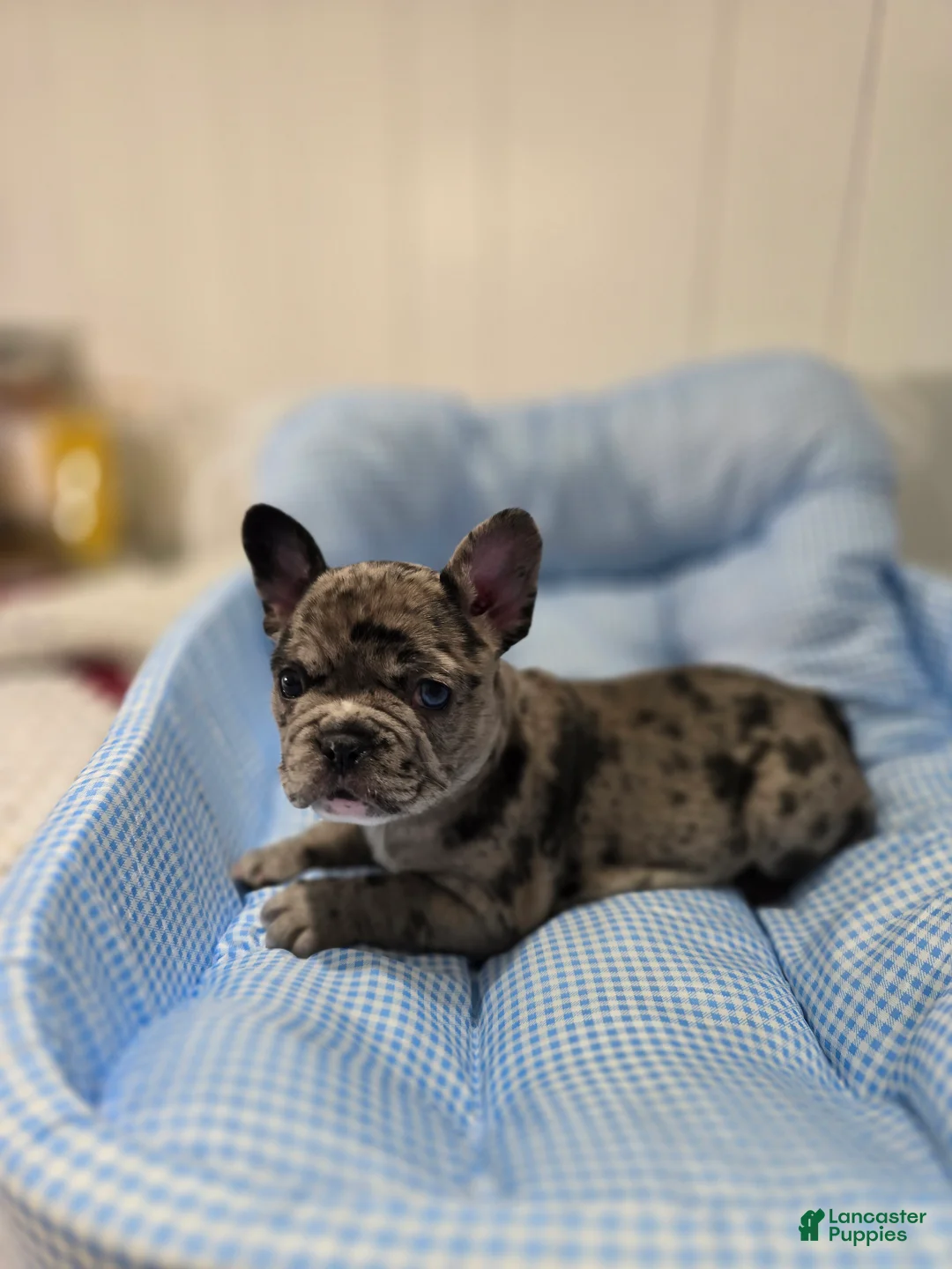 French Bulldog dogs for sale: Marry - Ad 1
