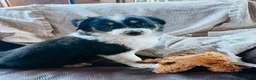 Australian Shepherd dogs for sale: Poppy - Ad 3