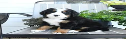 Bernese Mountain Dog dogs for sale: Isla - Ad 3
