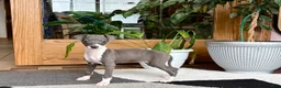 Italian Greyhound dogs for sale: Anna  - Ad 12