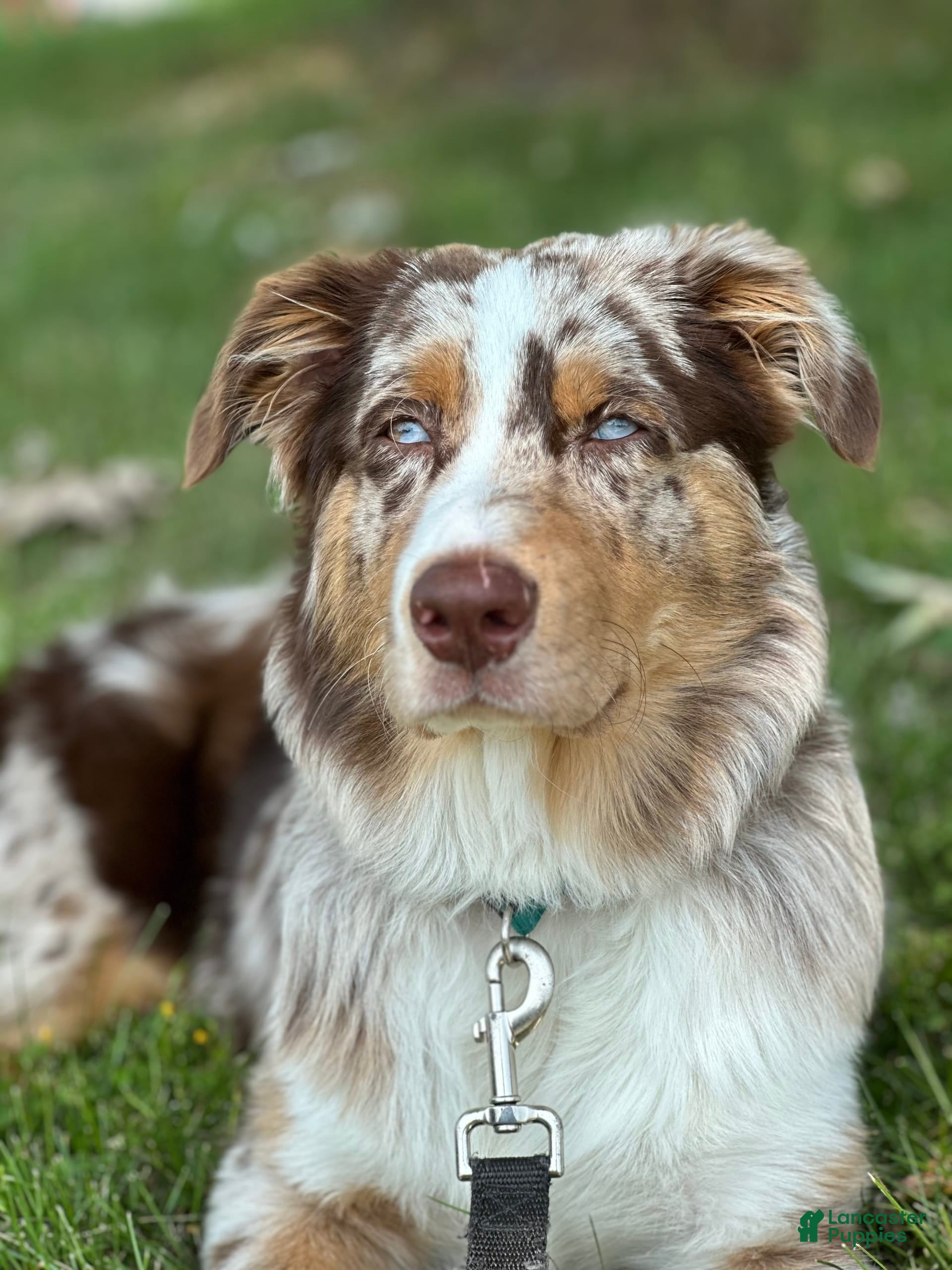 Australian Shepherd dogs Fritz Donegal - Ad 2