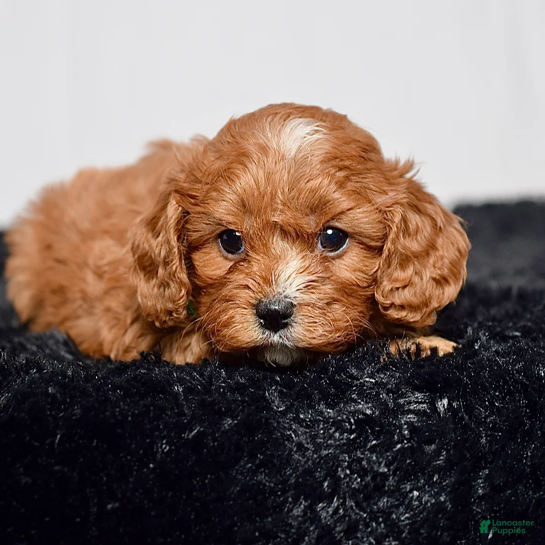 Cavapoo dogs for sale: Mr. Noah - Ad 2