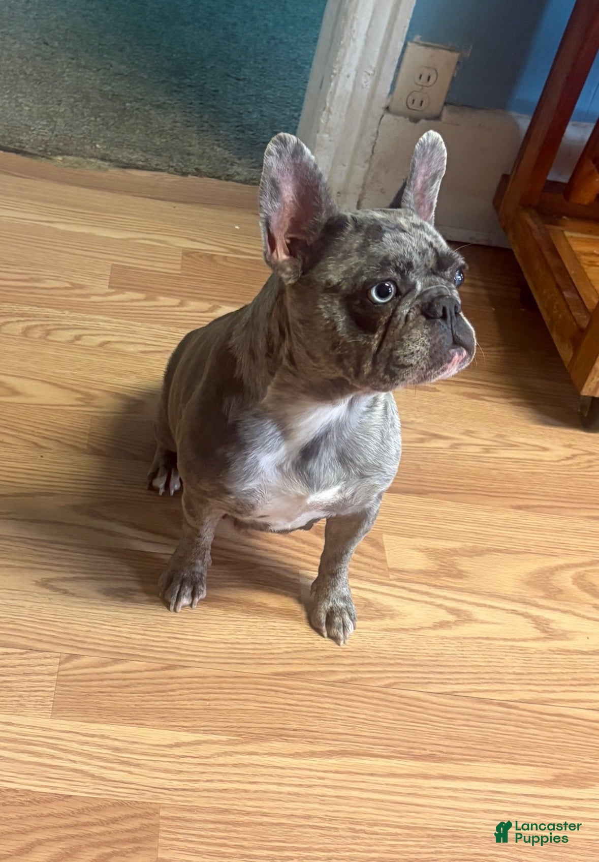 French Bulldog dogs LIZZO - Ad 2
