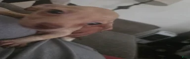 Chihuahua 3
