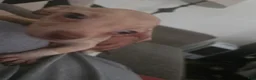 Chihuahua dogs for sale: Chihuahua 3 - Ad 1