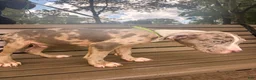 Mixed Breed dogs for sale: Mixed Breed 1 - Ad 3