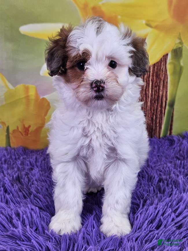 Mini Sheepadoodle dogs Toffee - Ad 10