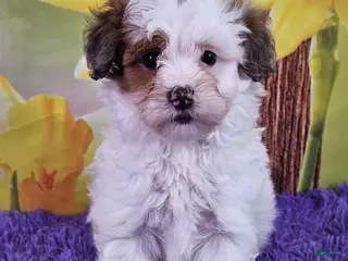 Mini Sheepadoodle dogs Toffee - Ad 16