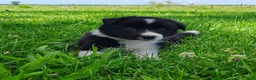 Border Collie dogs for sale: Giligan  - Ad 7