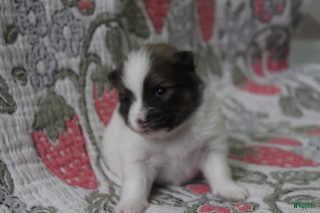 Pomeranian dogs for sale: Bucky - Ad 1