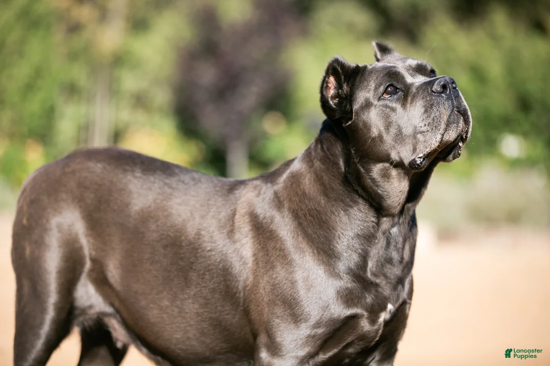 Cane Corso dogs for sale: Cane Corso pink collar - Ad 7