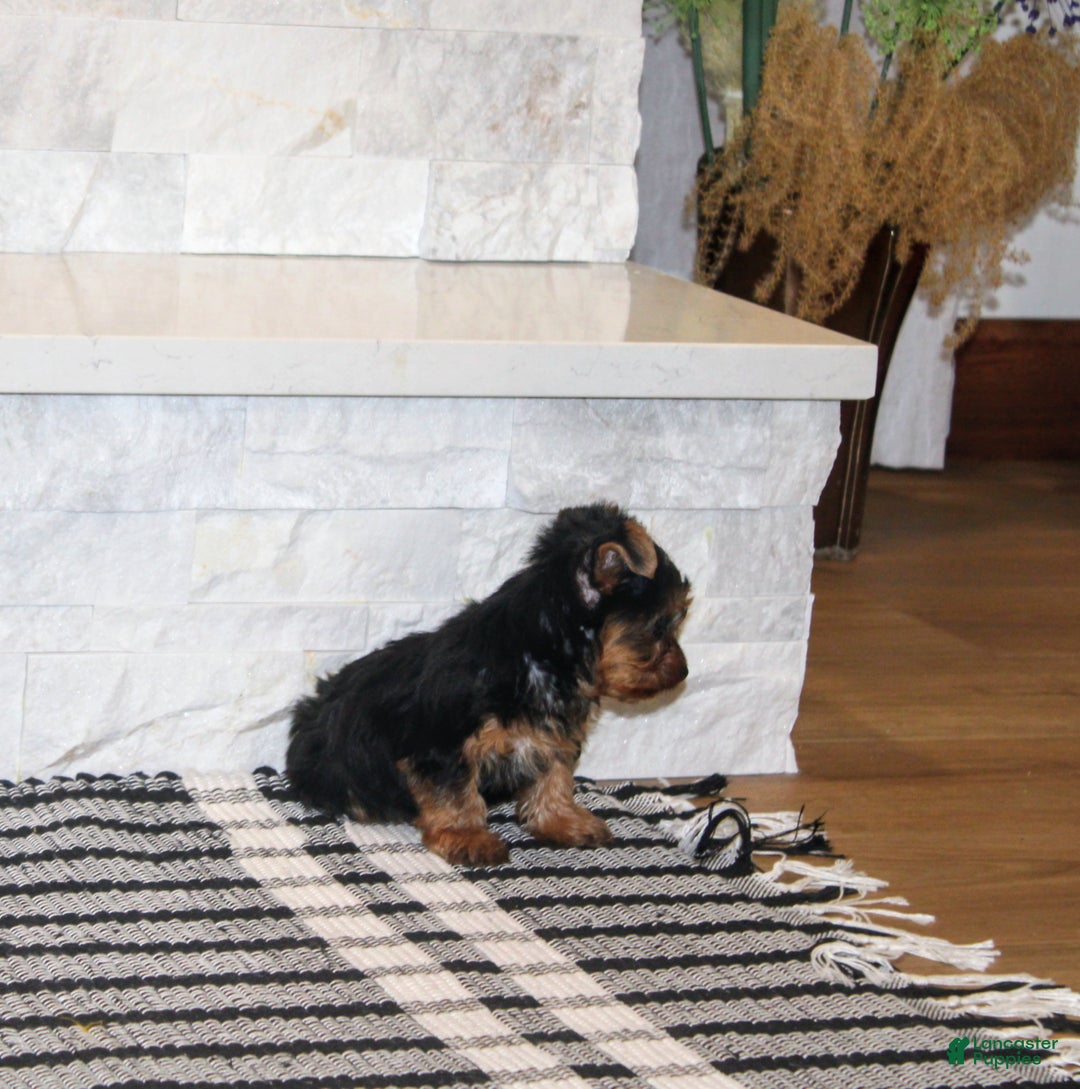 Yorkshire Terrier dogs for sale: Radar - Ad 4