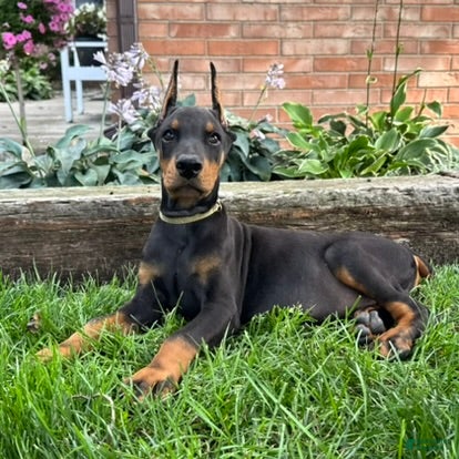 Doberman Pinscher dogs Ankor - Ad 2