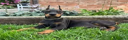 Doberman Pinscher dogs for sale: Ankor - Ad 2