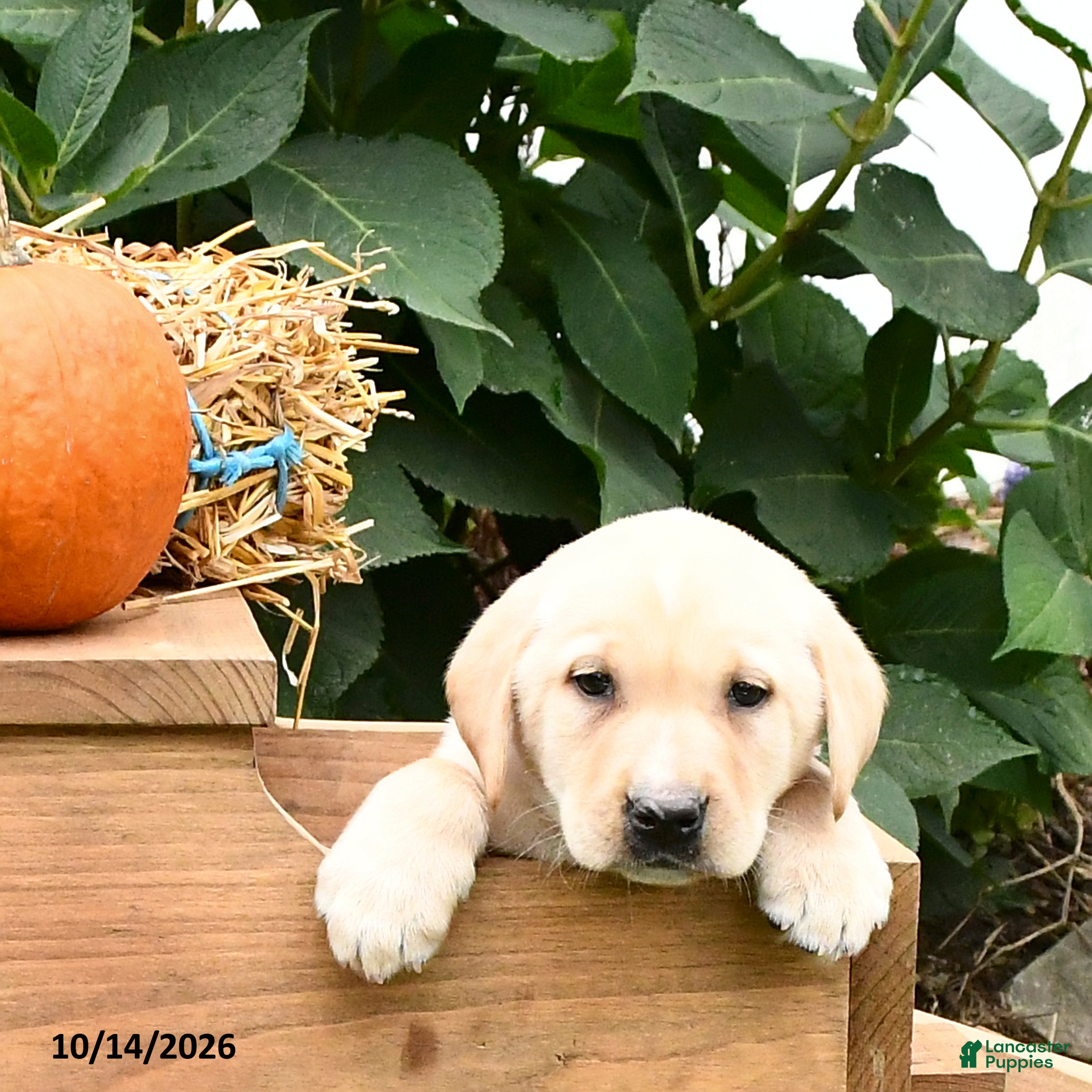Labrador Retriever dogs Graham - Ad 2