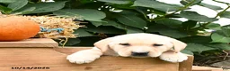 Labrador Retriever dogs for sale: Graham - Ad 2