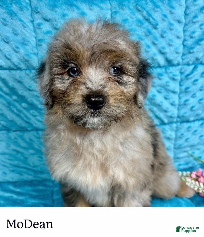 Mini Aussiedoodle dogs MoDean - Ad 36