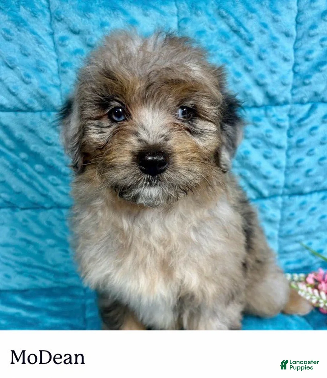 Mini Aussiedoodle dogs for sale: MoDean - Ad 1