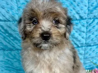 Mini Aussiedoodle dogs MoDean - Ad 36
