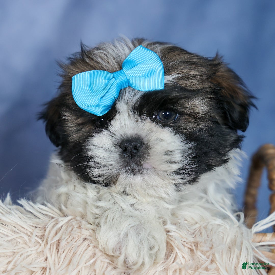 Shih Tzu dogs for sale: MOOSE - Ad 7