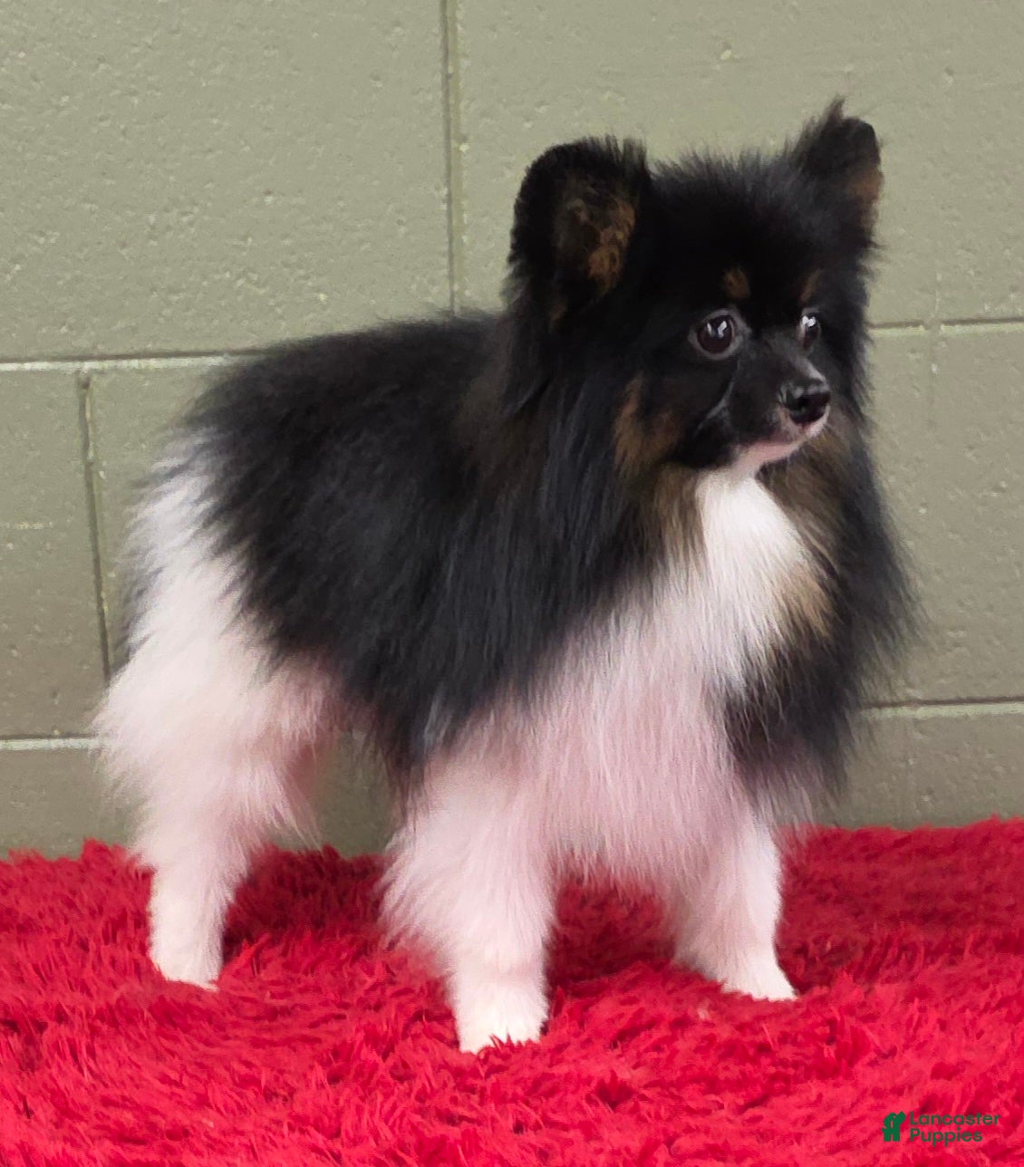 Pomeranian dogs Flynn - Ad 18