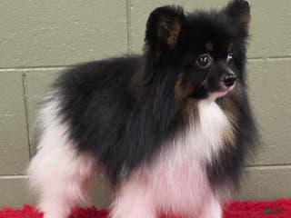 Pomeranian dogs Flynn - Ad 20