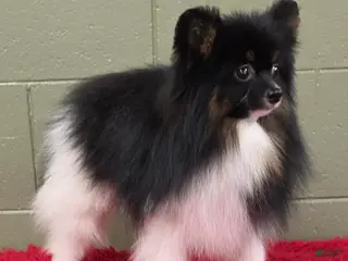 Pomeranian dogs Flynn - Ad 20