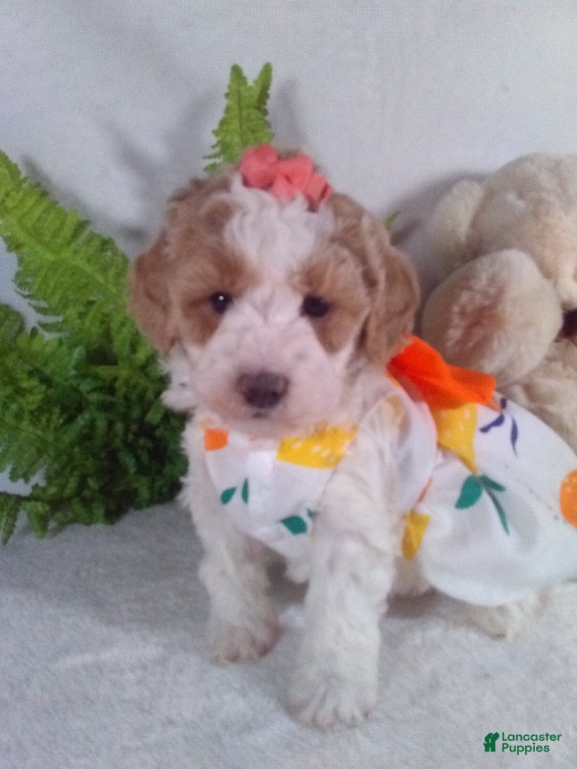 Bichpoo dogs Alexis  - Ad 13