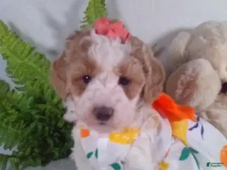 Bichpoo dogs Alexis - Ad 13