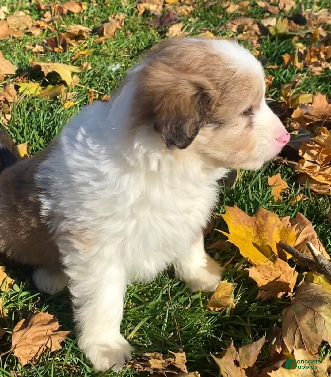 Mini Aussiedoodle dogs for sale: Charlie - Ad 3