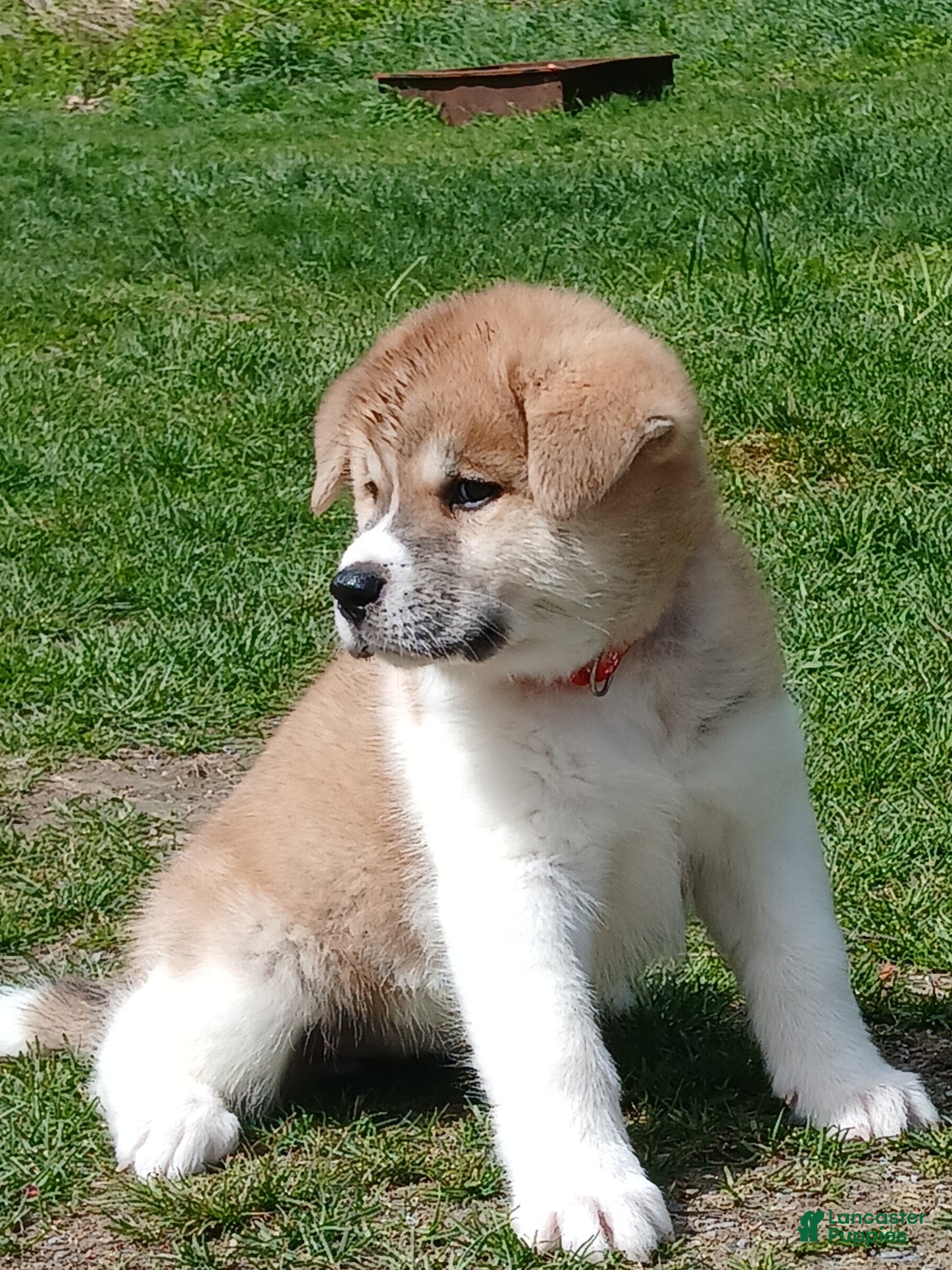 Akita dogs Rowan - Ad 2