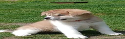 Akita dogs for sale: Rowan - Ad 3
