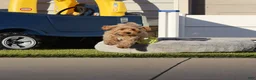 Havapoo dogs for sale: Phoenix 💙👨‍👨‍👧‍👦💞🐕 Minature - Ad 7