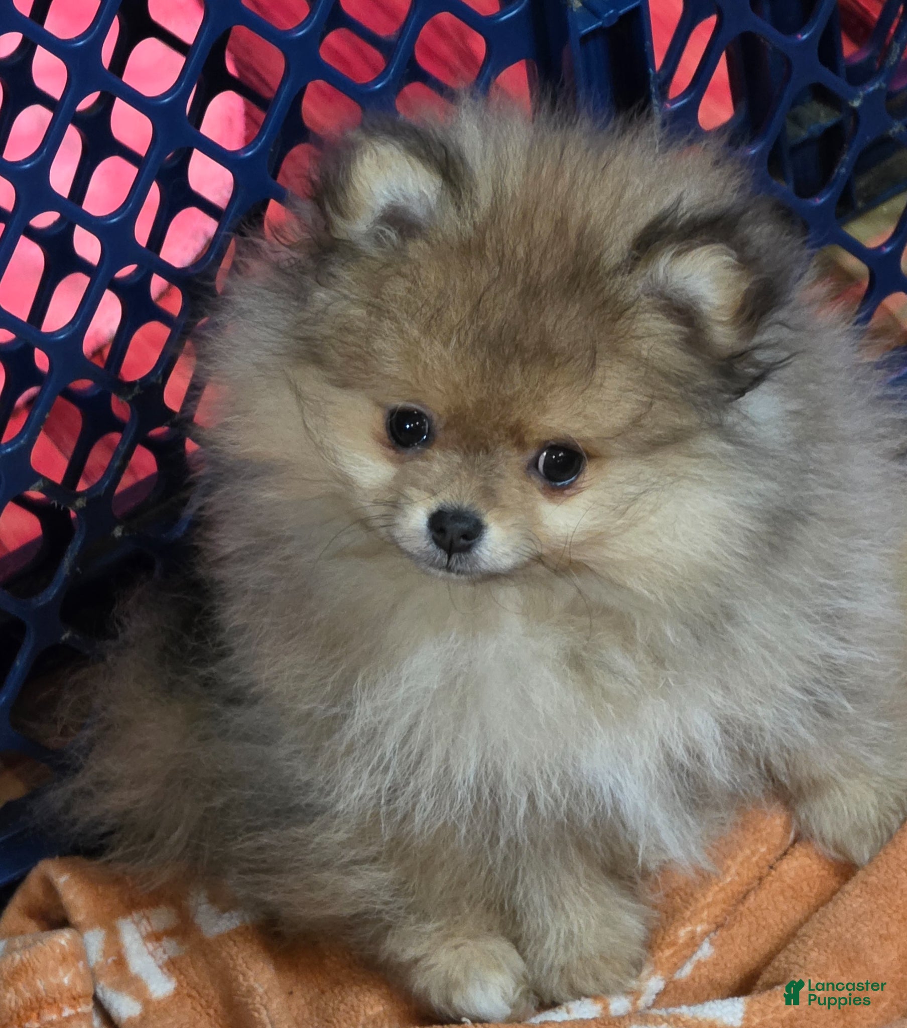 Pomeranian dogs Pomeranian Puppy 1 - Ad 32