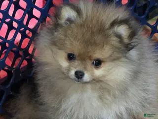 Pomeranian dogs Pomeranian Puppy 1 - Ad 32