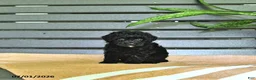Miniature Poodle dogs for sale: Cassandra - Ad 3