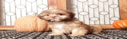 Shih Tzu dogs for sale: Olive- ACA Female Shihtzu  - Ad 3