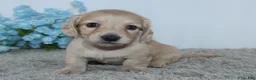 Miniature Dachshund dogs for sale: Theodore - Ad 3