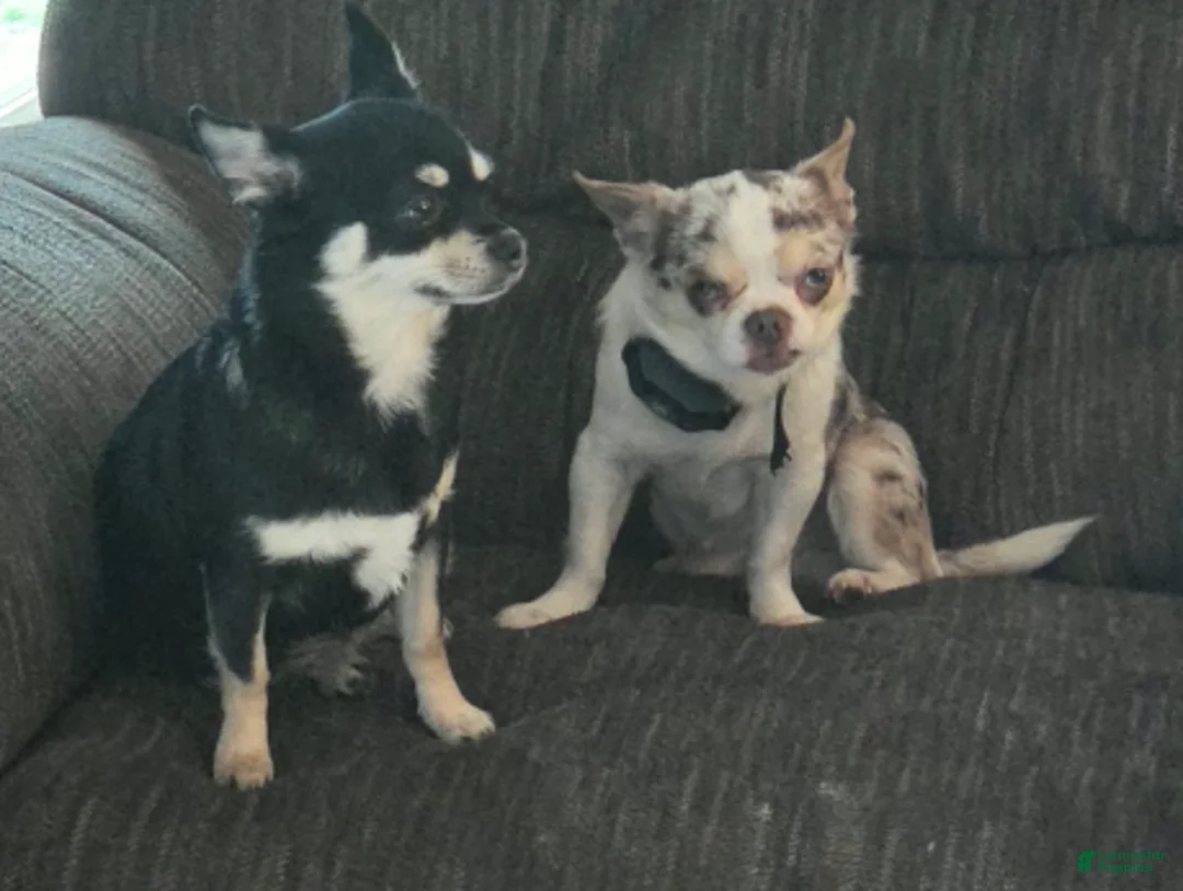 Chihuahua dogs for sale: Chihuahua Puppy 1 - Ad 2