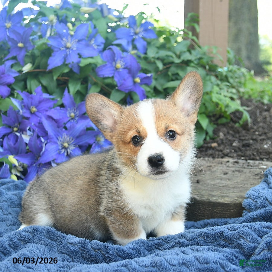 Welsh Corgi Pembroke dogs Petunia - Ad 2