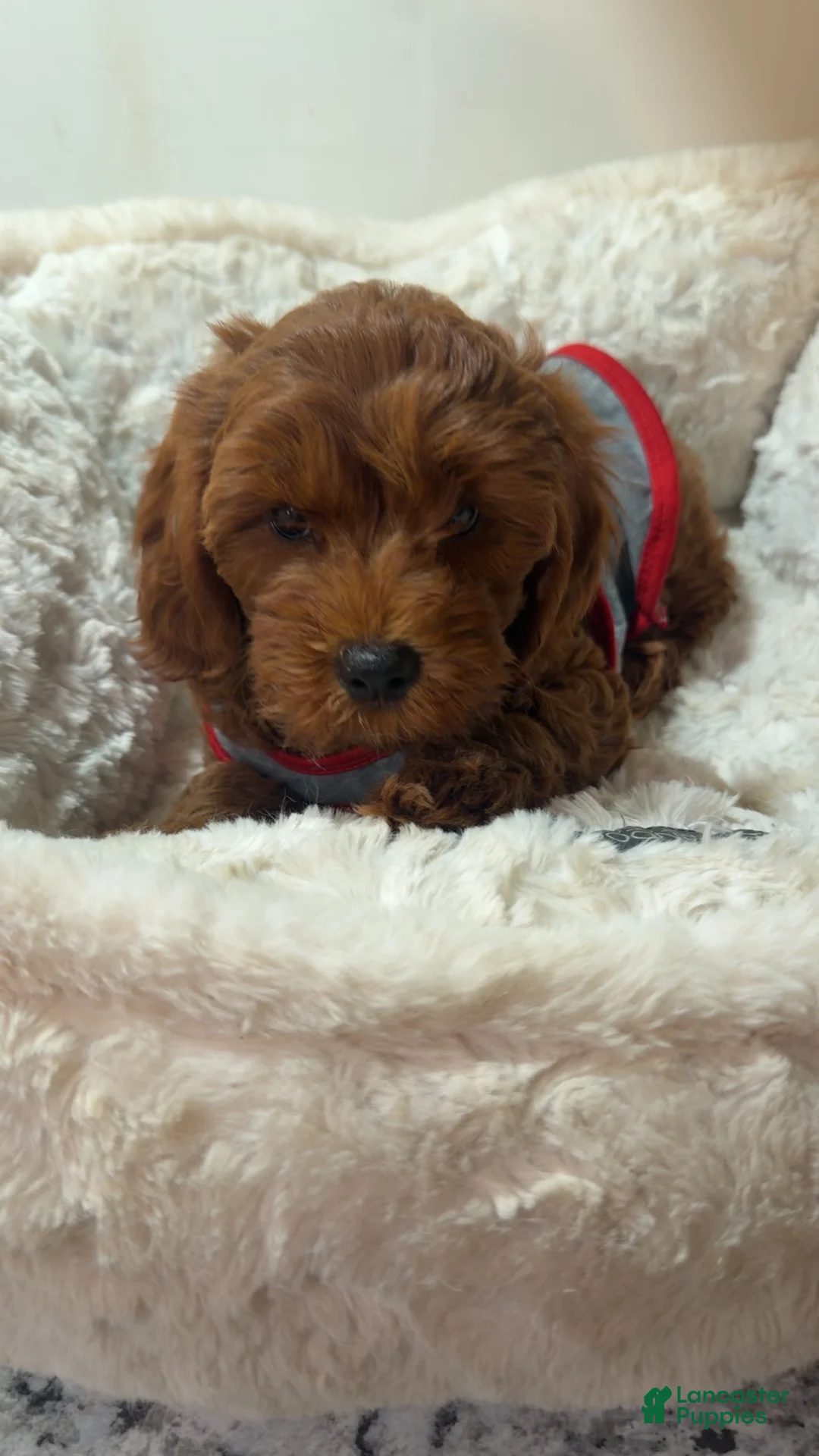 Cavapoo dogs for sale: Biscuit - Ad 2