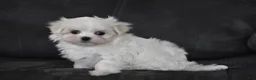 Maltese dogs for sale: Aria - Ad 3