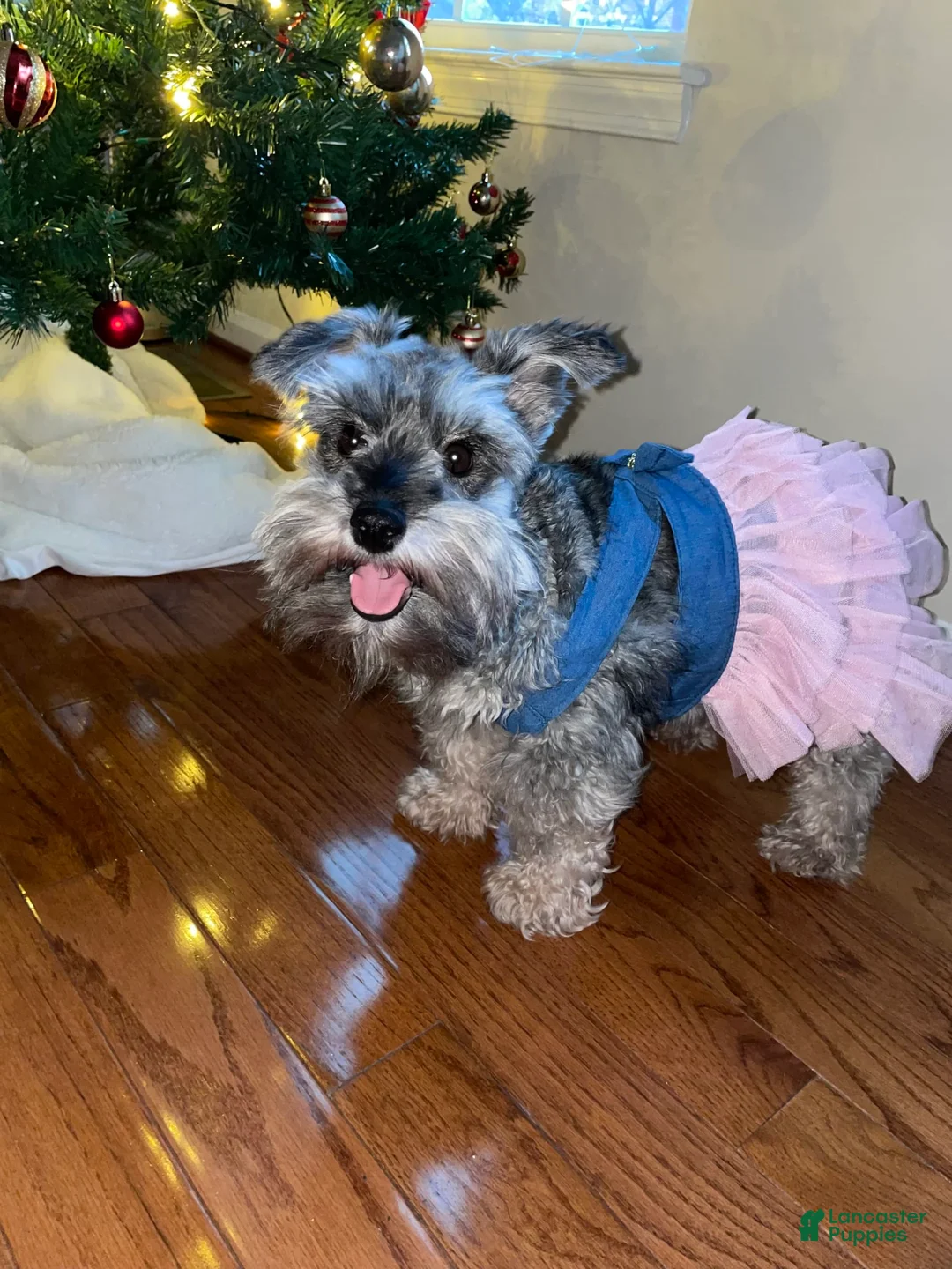 Gallery Image {{count}}